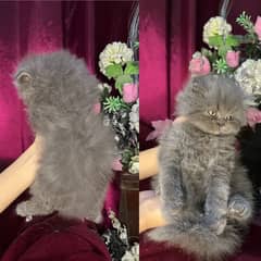 Gray fluffy Persion kitten