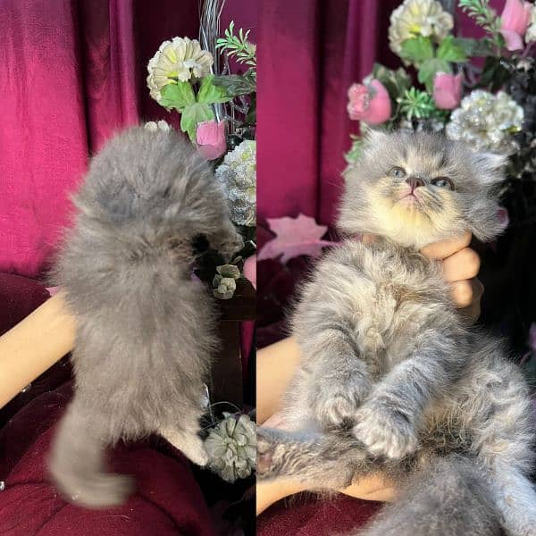 Gray fluffy Persion kitten 1