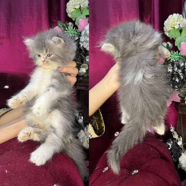 Gray fluffy Persion kitten 2