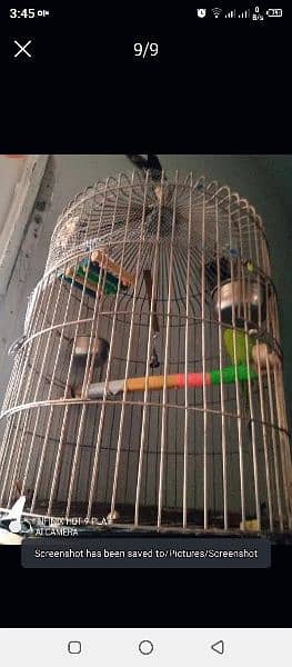 Cage for maccow /Parrot (Only Cage) 5