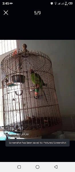 Round Cage for maccow /Parrot (Only Cage) 6