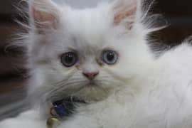 Persian Kittens Pure Female Punch Face and Odd Eyes