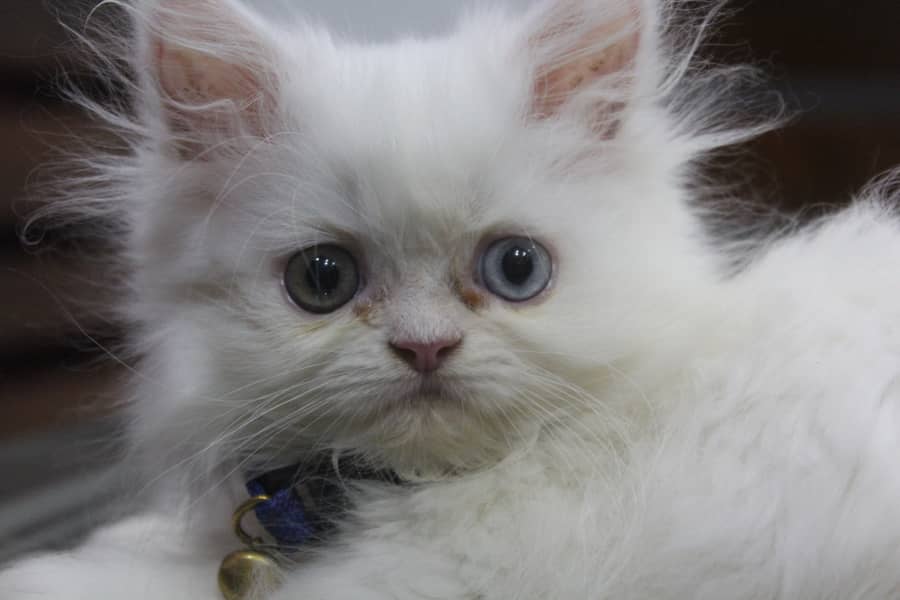 Persian Kittens Pure Female Punch Face and Odd Eyes 0