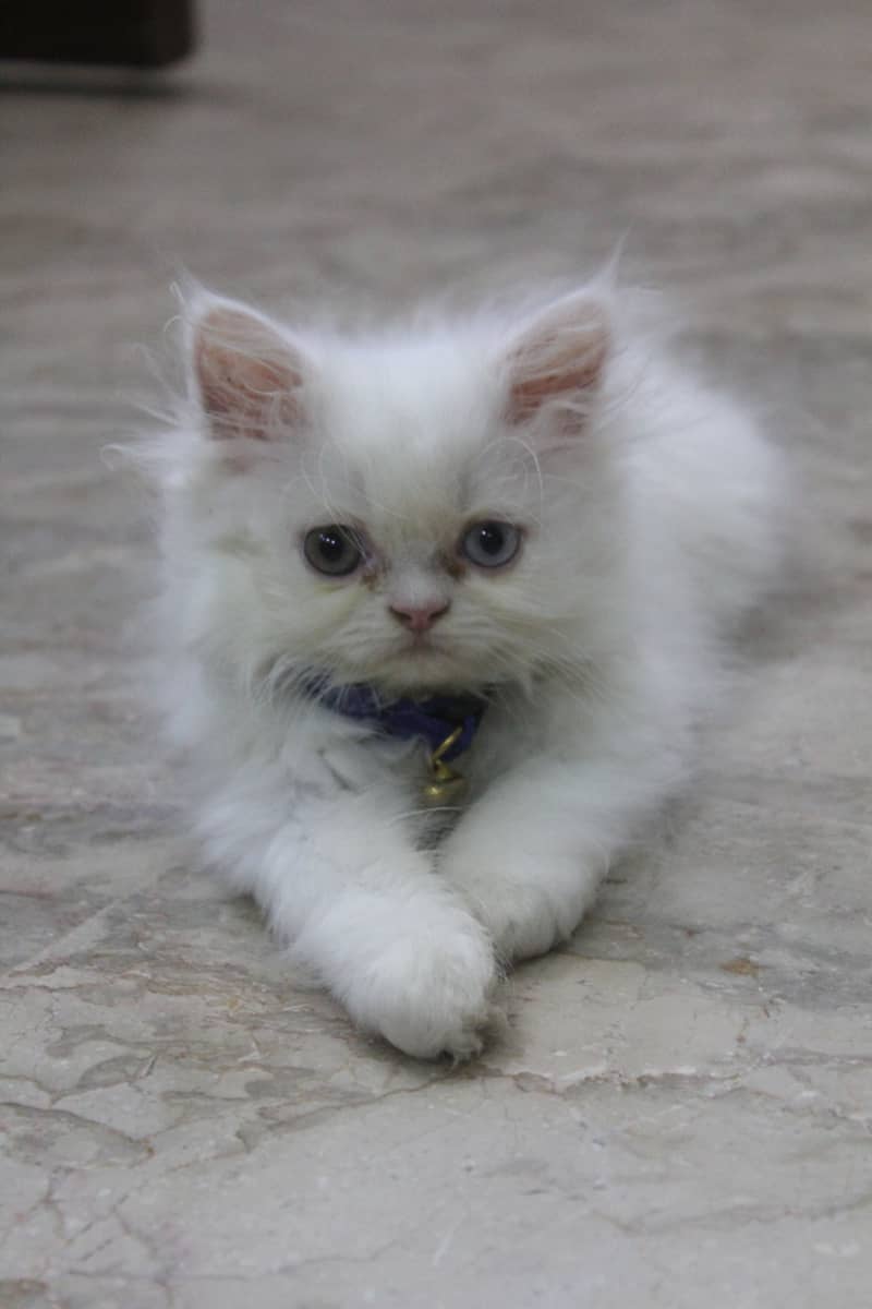 Persian Kittens Pure Female Punch Face and Odd Eyes 1