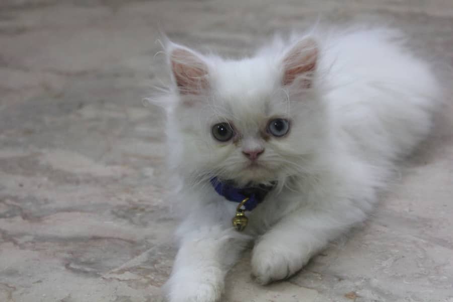 Persian Kittens Pure Female Punch Face and Odd Eyes 2