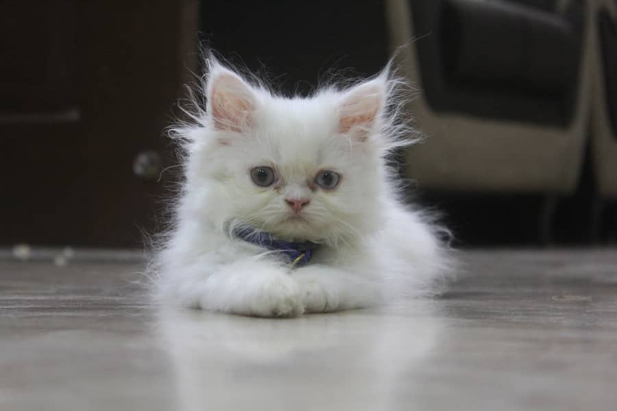 Persian Kittens Pure Female Punch Face and Odd Eyes 3