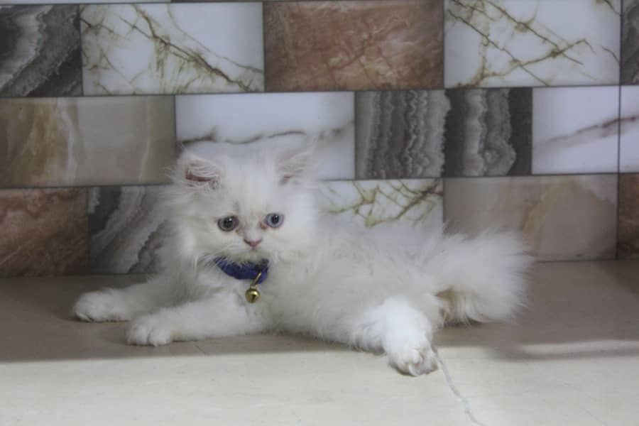 Persian Kittens Pure Female Punch Face and Odd Eyes 4