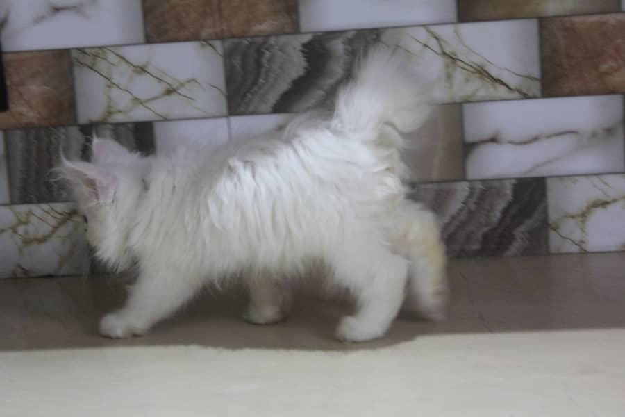 Persian Kittens Pure Female Punch Face and Odd Eyes 5