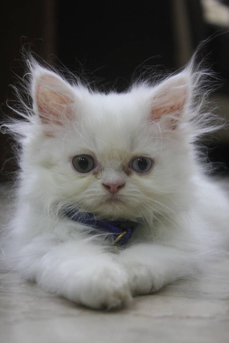 Persian Kittens Pure Female Punch Face and Odd Eyes 6