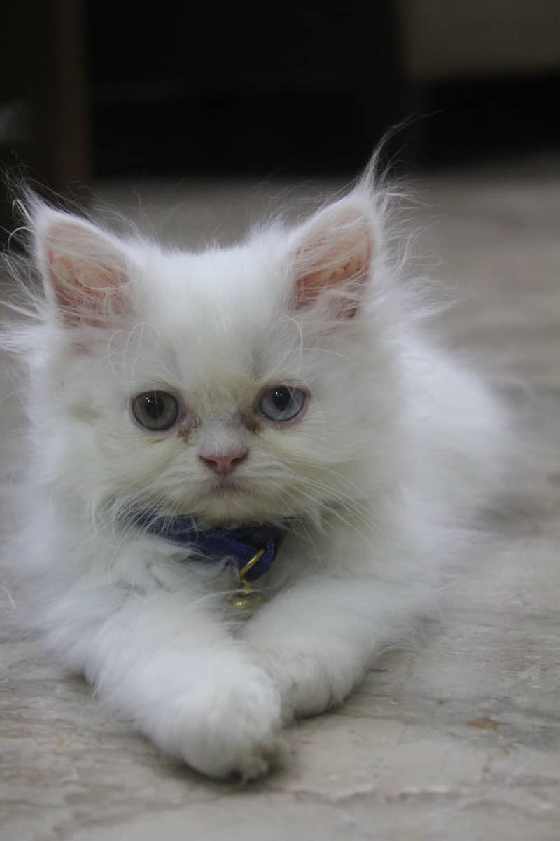 Persian Kittens Pure Female Punch Face and Odd Eyes 8