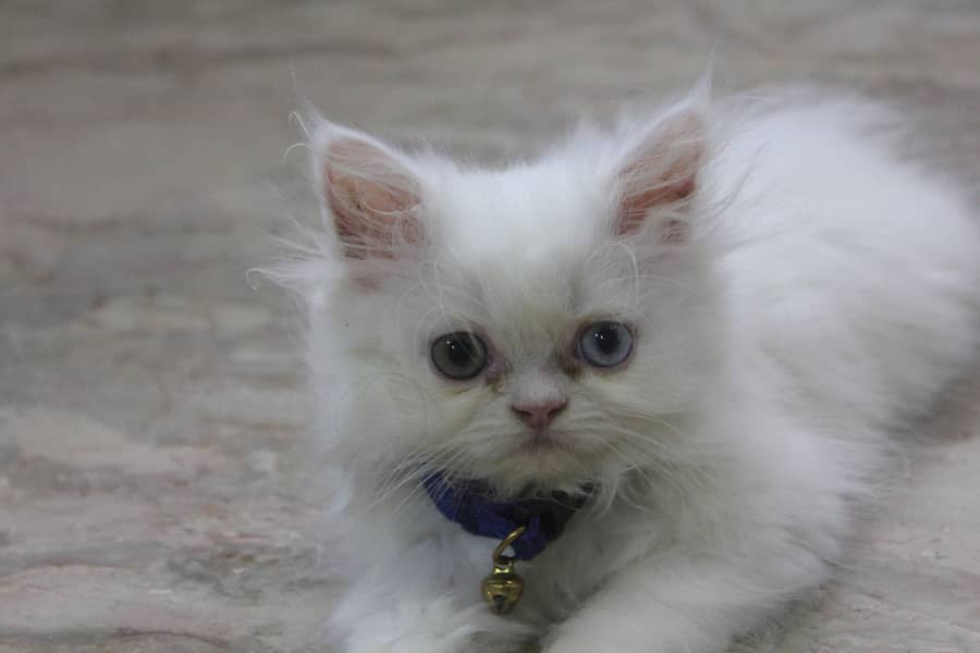 Persian Kittens Pure Female Punch Face and Odd Eyes 9