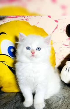 blue eyes white color Persian kitten| triple long coated | Persian cat