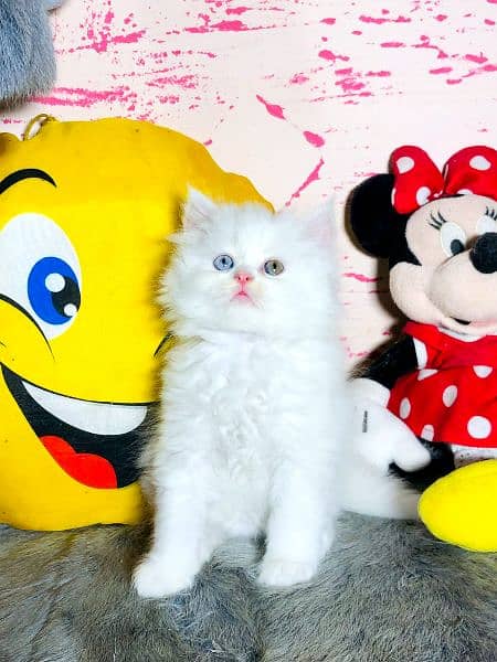 blue eyes white color Persian kitten| triple long coated | Persian cat 3