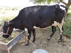 puree frizein cow for sale