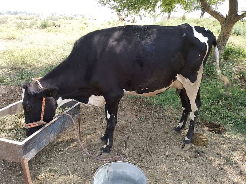 puree frizein cow for sale 1