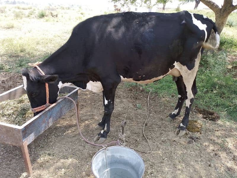 puree frizein cow for sale 2