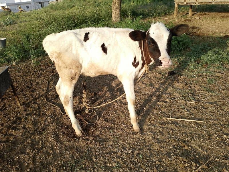 puree frizein cow for sale 7