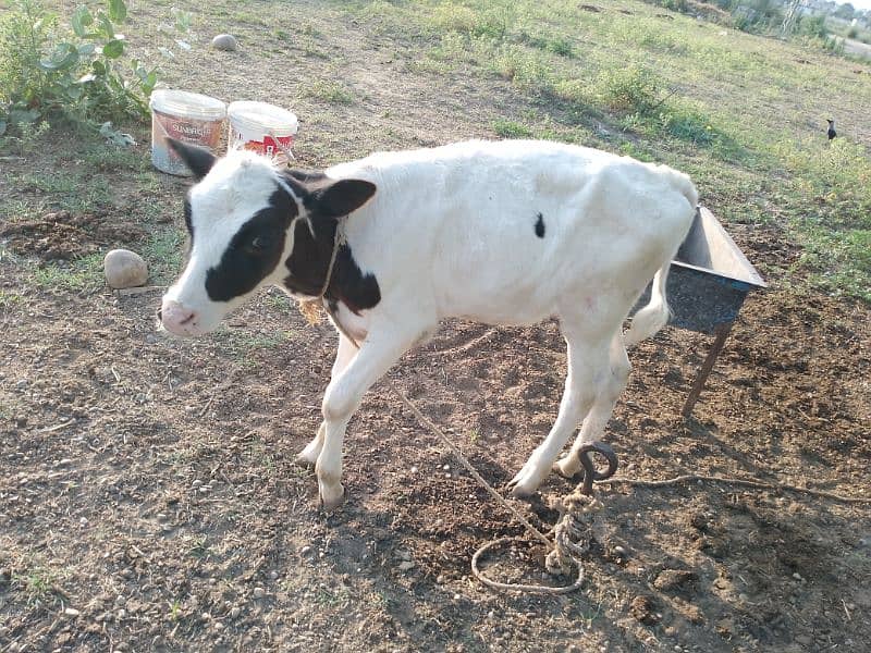 puree frizein cow for sale 9