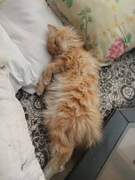 Persian long coated male 3month 2