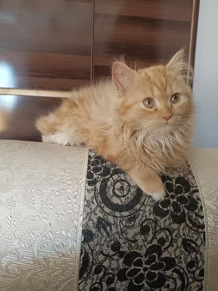 Persian long coated male 3month 3