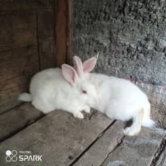Rabbits bunnies for sale White red eyes
