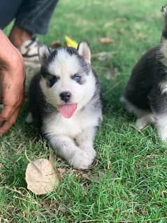 Huskey puppies available for sale