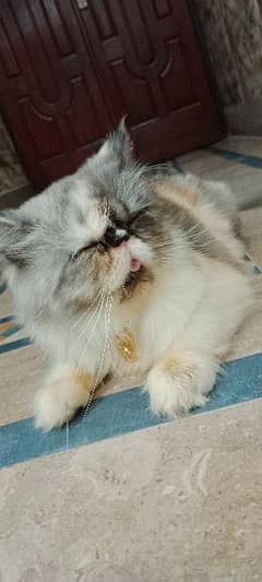 Persian peke female cat 0