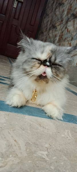 Persian peke female cat 1