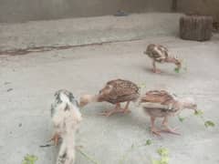 aseel mianwali chicks for sale