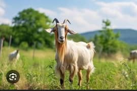 8 goats for sale