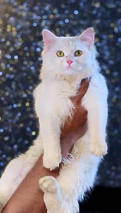 White female cat for sale