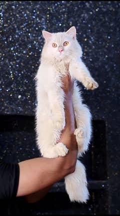 White male cat