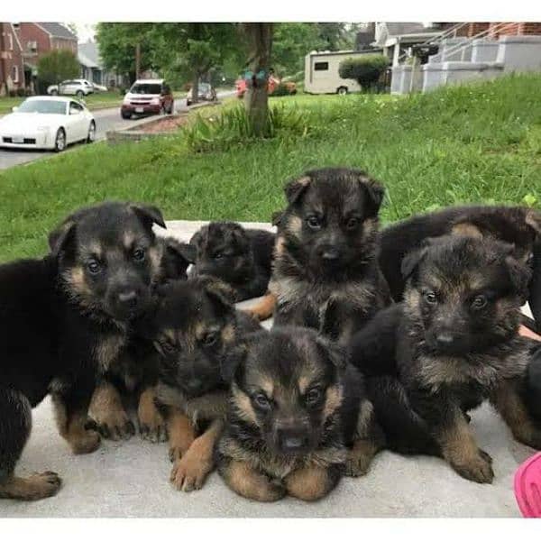 German Shepherd Puppies For Sale Only Perfect Loving Families 2