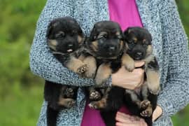 German Shepherd Puppies For Sale Only Perfect Loving Families 0