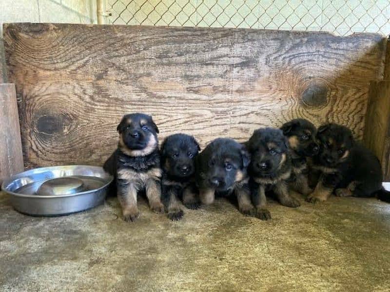 German Shepherd Puppies For Sale Only Perfect Loving Families 5