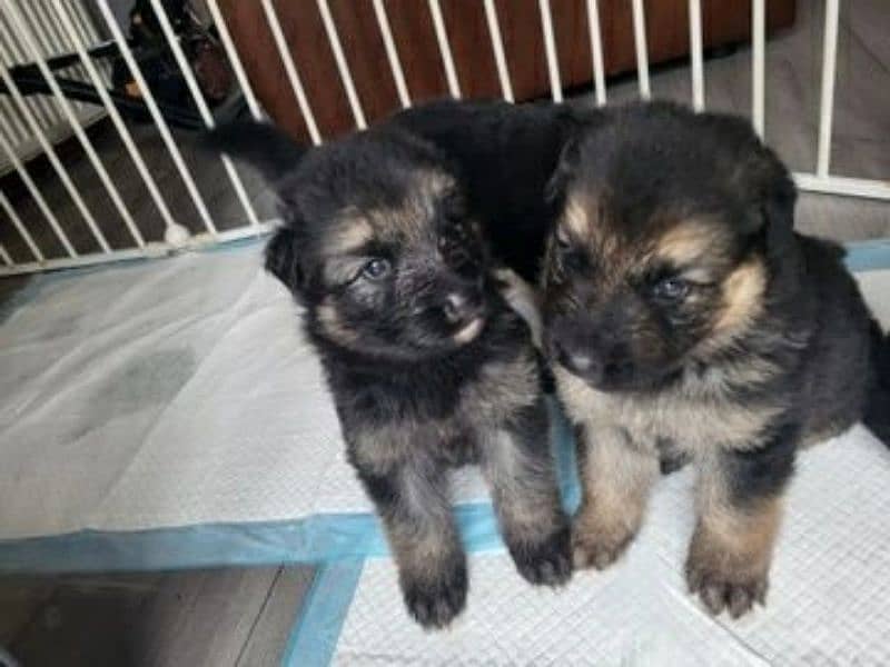 German Shepherd Puppies For Sale Only Perfect Loving Families 6