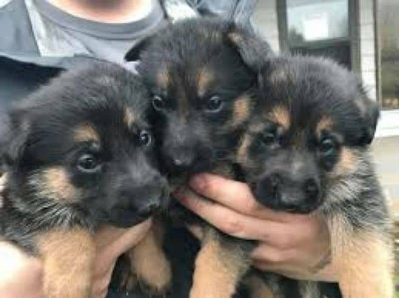 German Shepherd Puppies For Sale Only Perfect Loving Families 10