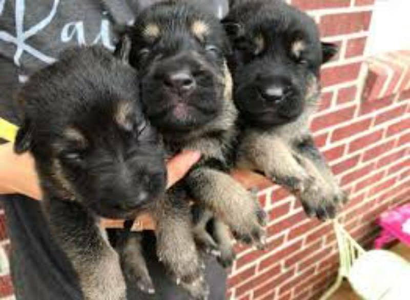 German Shepherd Puppies For Sale Only Perfect Loving Families 14