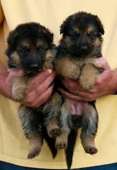 German Shepherd Puppies For Sale Only Perfect Loving Families