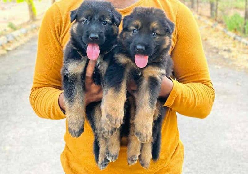 German Shepherd Puppies For Sale Only Perfect Loving Families 16