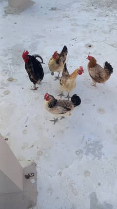 Hens for Sale