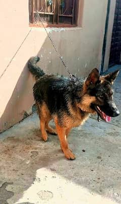 German Shepherd For Sale / Dog For Sale / GSD