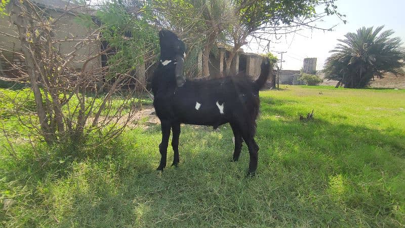 Bakra (Male Goat) 1