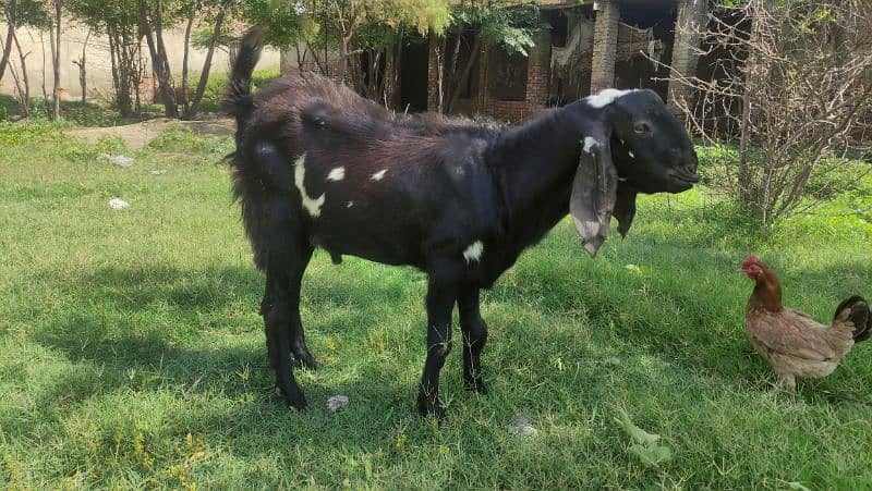 Bakra (Male Goat) 5