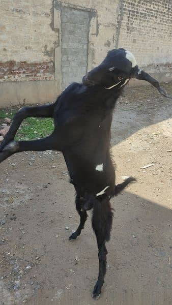 Bakra (Male Goat) 8