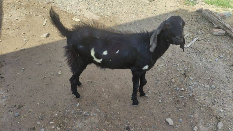 Bakra (Male Goat) 9