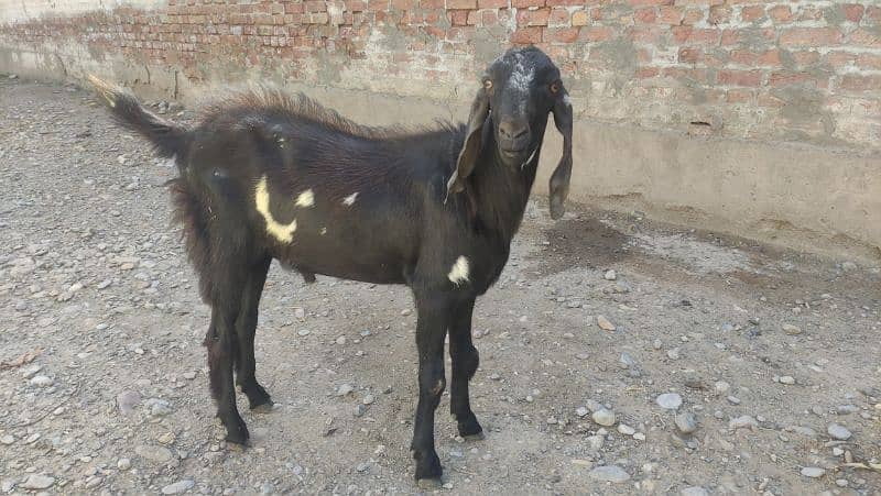 Bakra (Male Goat) 11