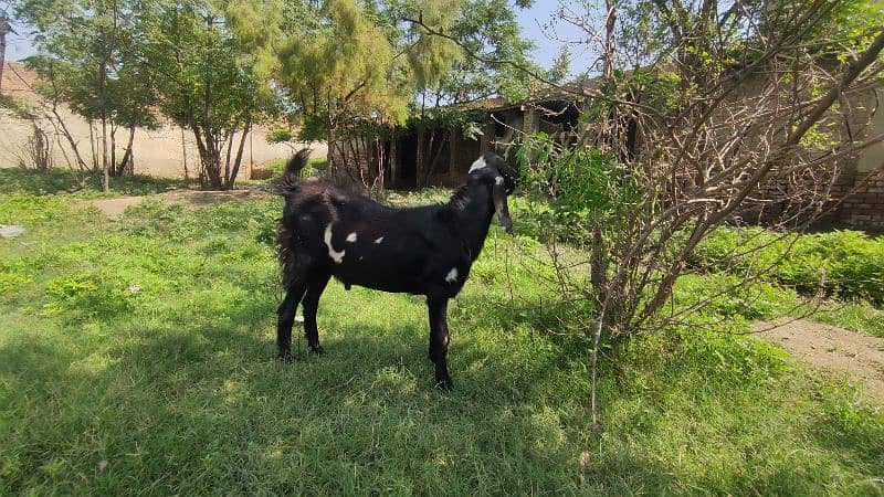 Bakra (Male Goat) 14