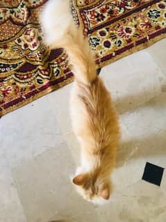 fully trained persian cat agr 1 year tk hogi