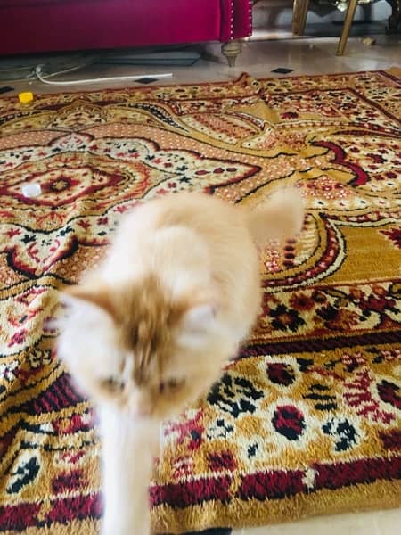 fully trained persian cat agr 1 year tk hogi 0